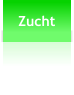 Zucht